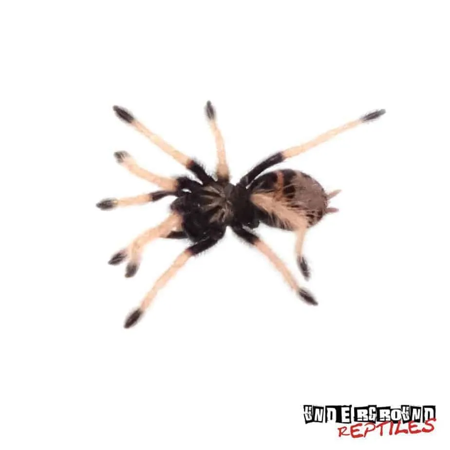 17274 blue bottle tarantula molting