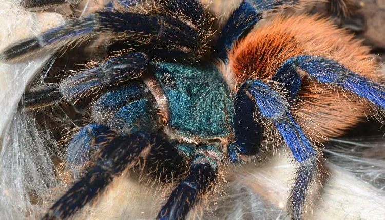 17274 blue bottle tarantula spiderling