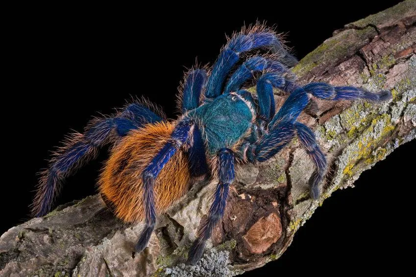 17274 blue bottle tarantula substrate