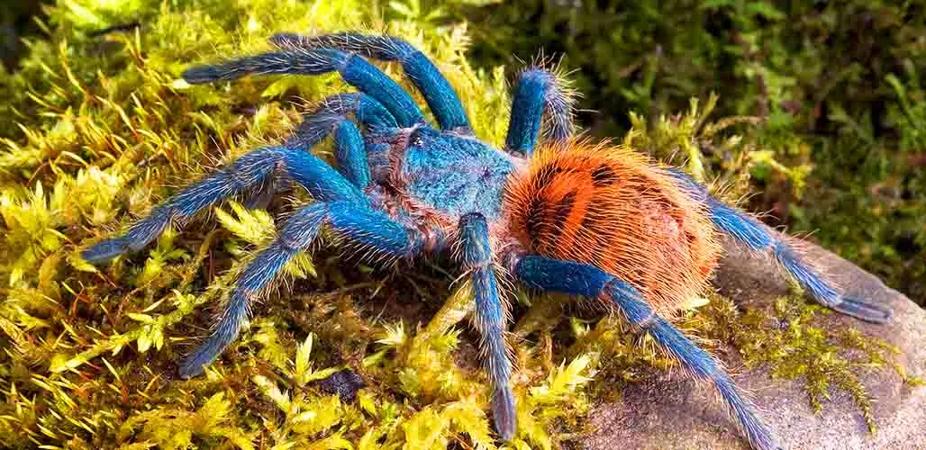 /img/17274-blue-bottle-tarantula-water.webp