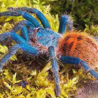 /img/17274-blue-bottle-tarantula-water.webp