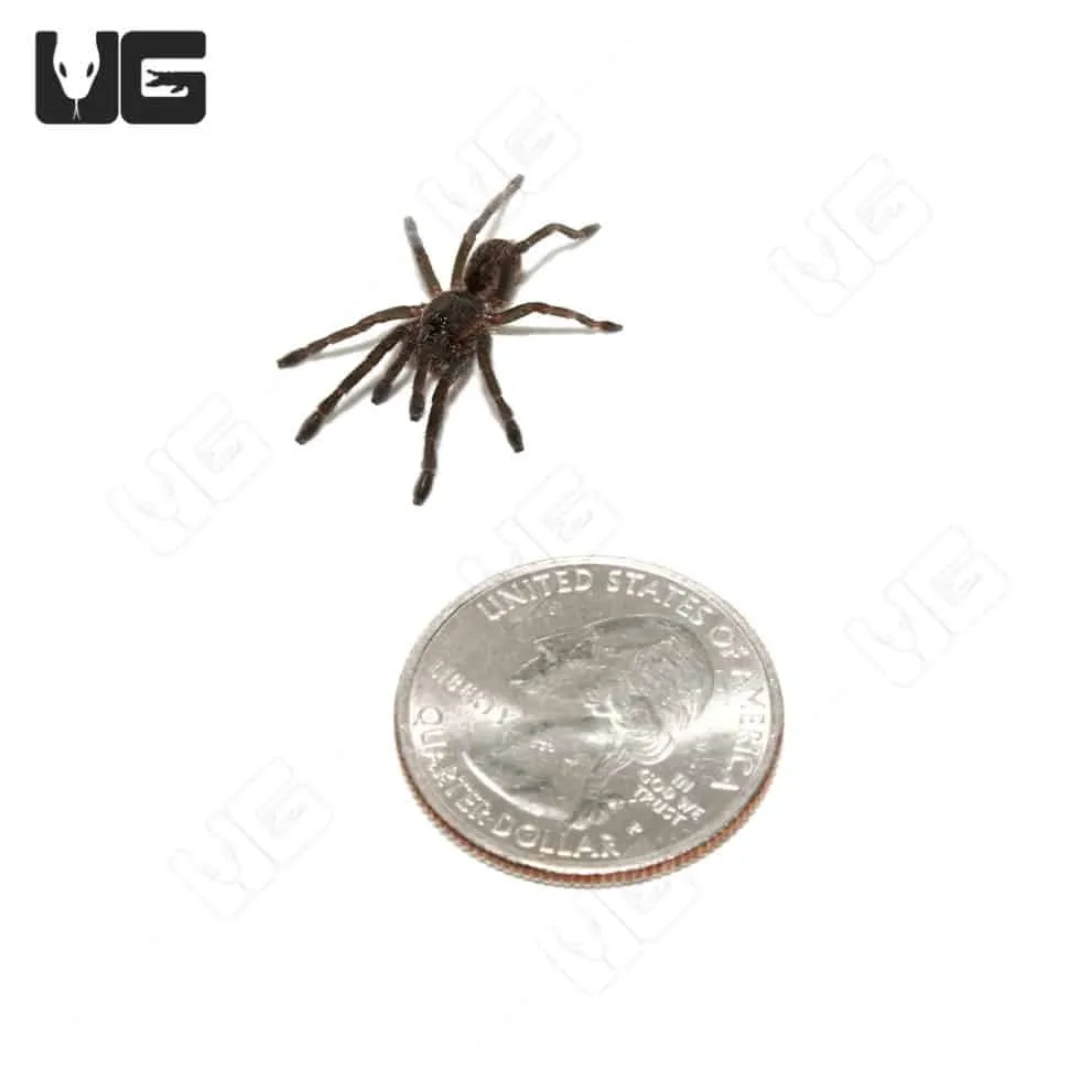 /img/17275-blue-femur-tarantula-diseases.webp