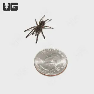 /img/17275-blue-femur-tarantula-diseases.webp
