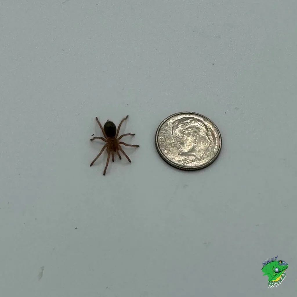 17275 blue femur tarantula feeding