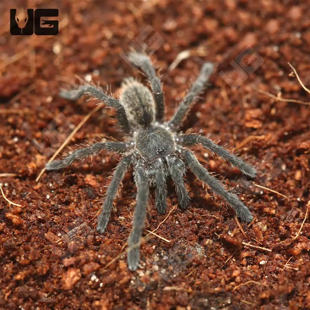 17275 blue femur tarantula handling