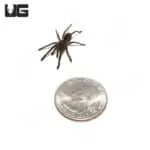 17275 blue femur tarantula healthy