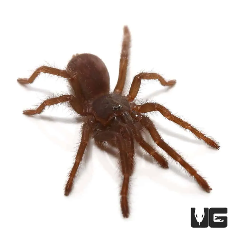 17275 blue femur tarantula in habitat