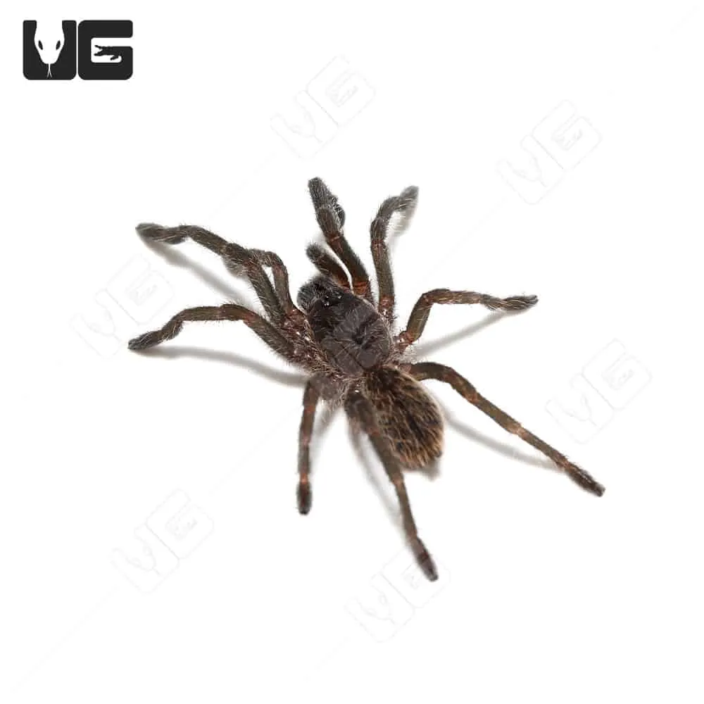 17275 blue femur tarantula molting
