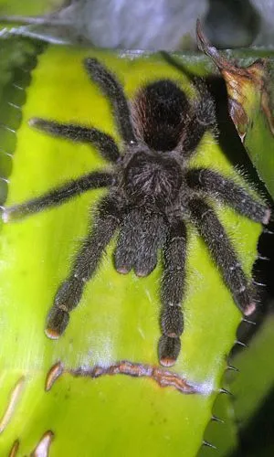 17276 pink toe tarantula heat lamp