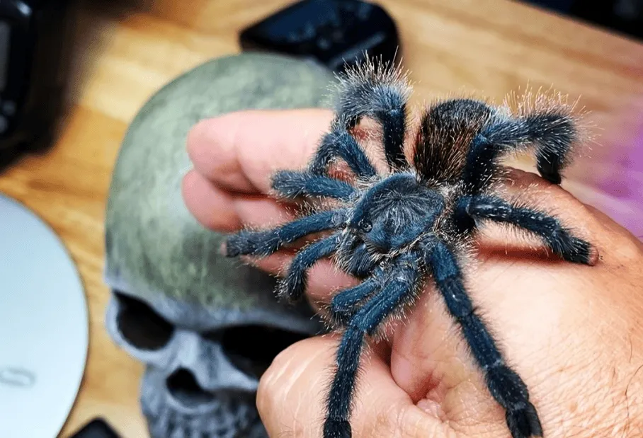 17276 pink toe tarantula ventilation