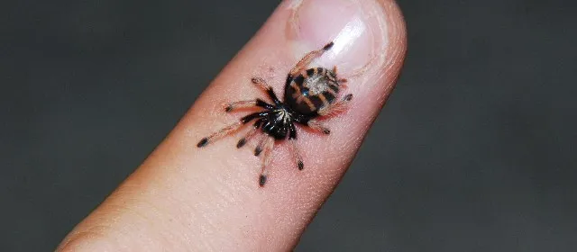 17277 baby tarantula size 3