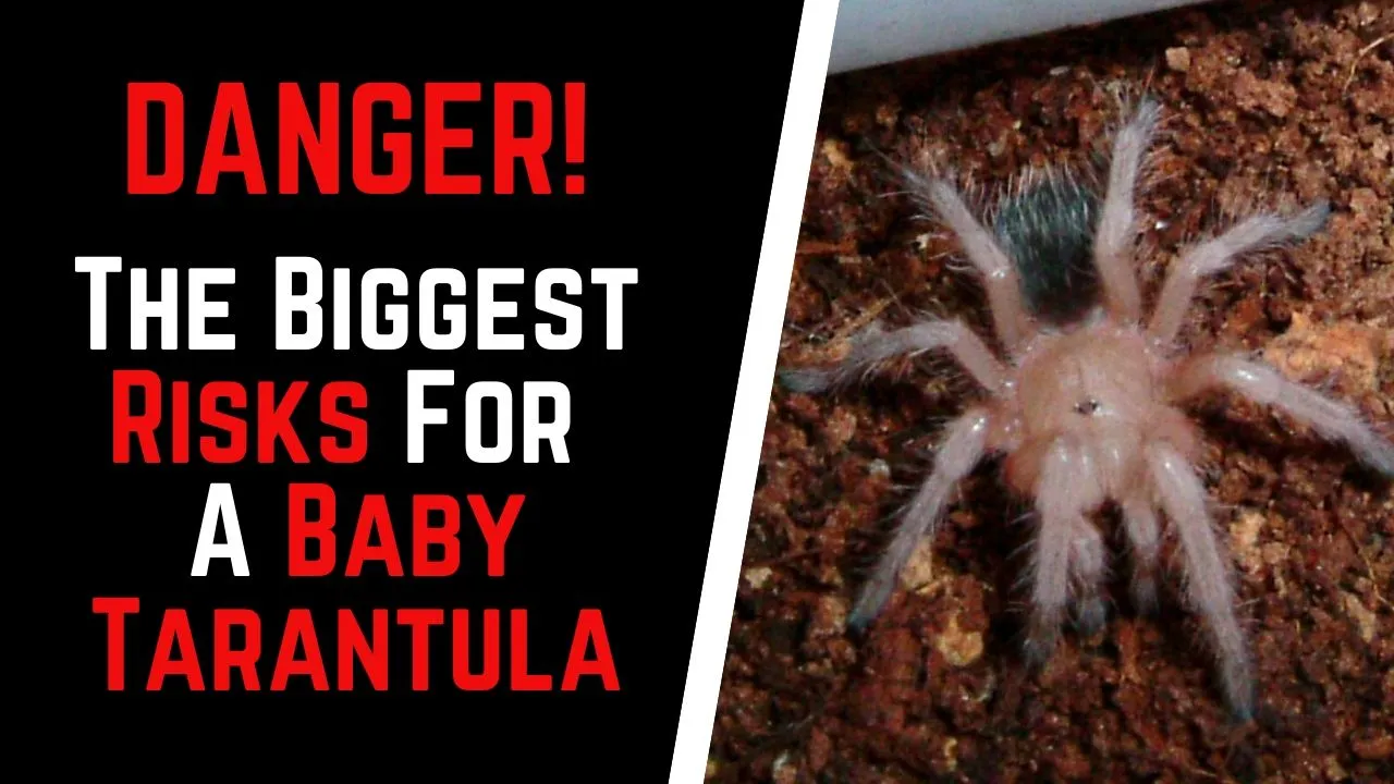 17277 baby tarantula size 4