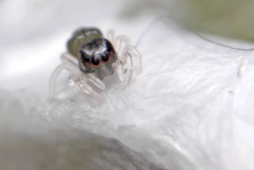 17277 baby tarantula size 5