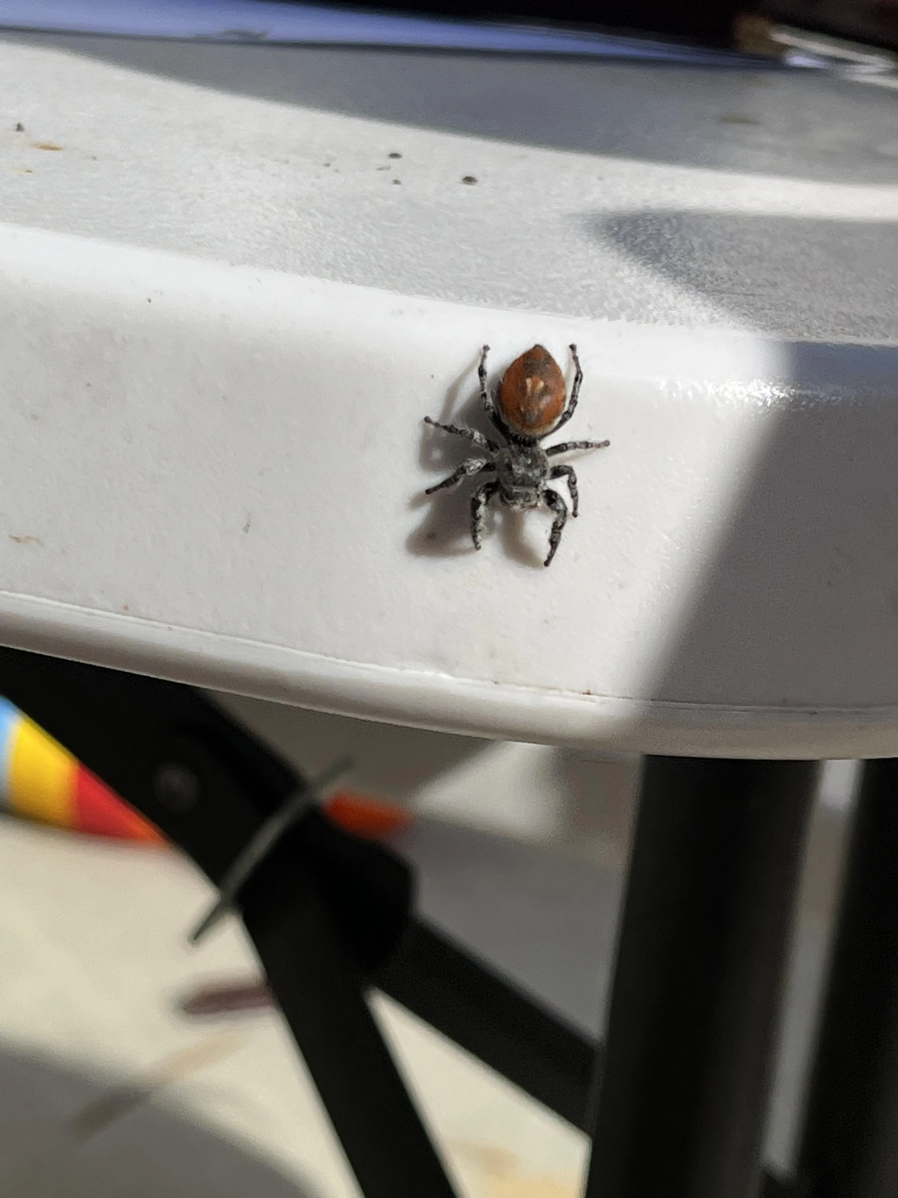 17277 baby tarantula size 6