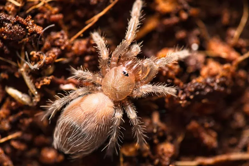 17277 baby tarantula size 7