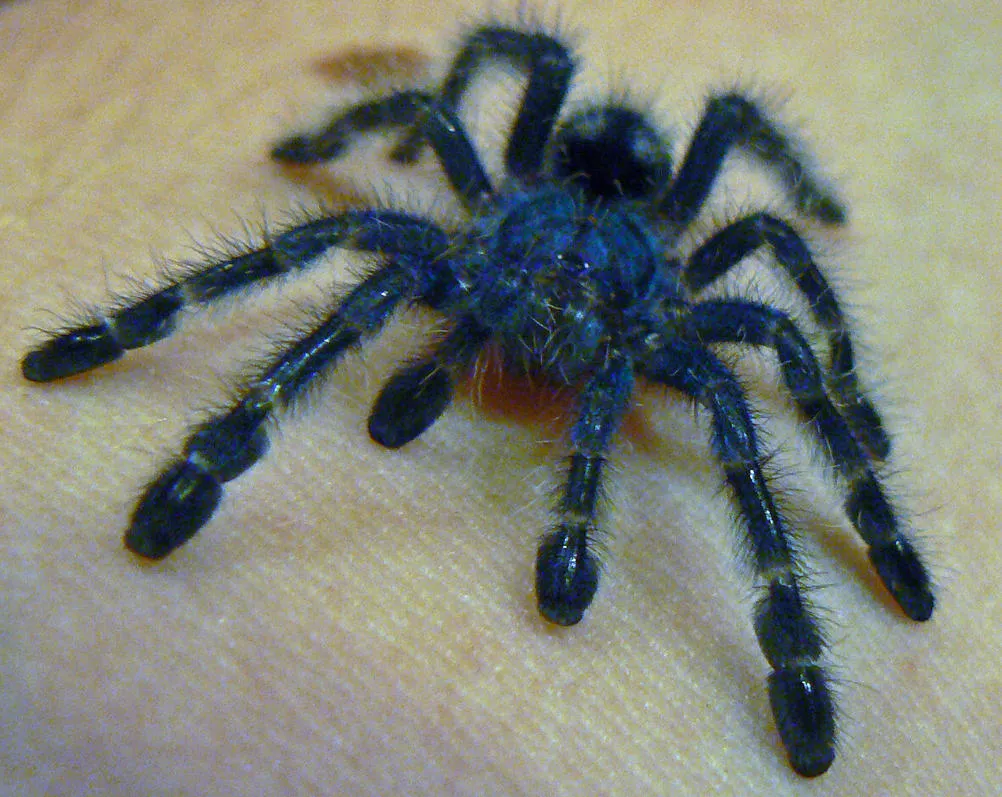 /img/17277-baby-tarantula-size-8.webp