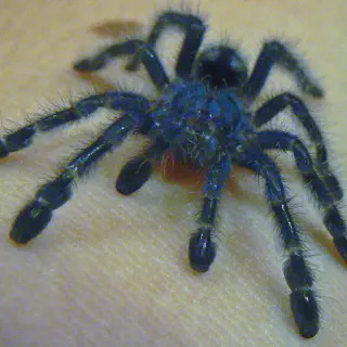 /img/17277-baby-tarantula-size-8.webp