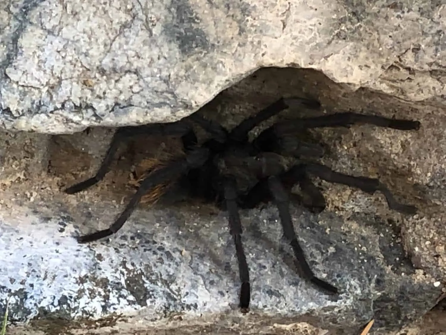 17279 hatchling tarantula setup