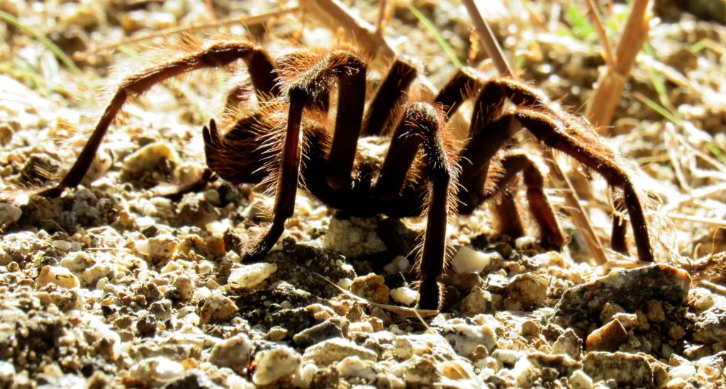 17279 mating tarantulas