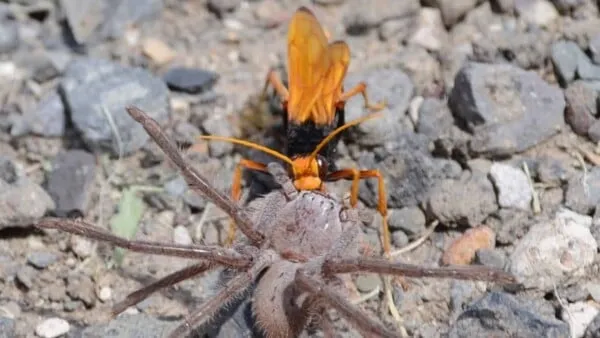17279 spiderling molting