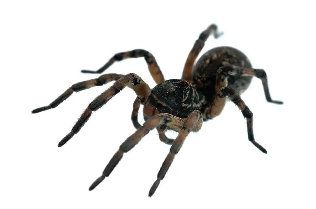 17279 spiderlings