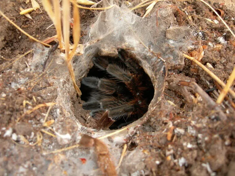 17279 tarantula eggsac