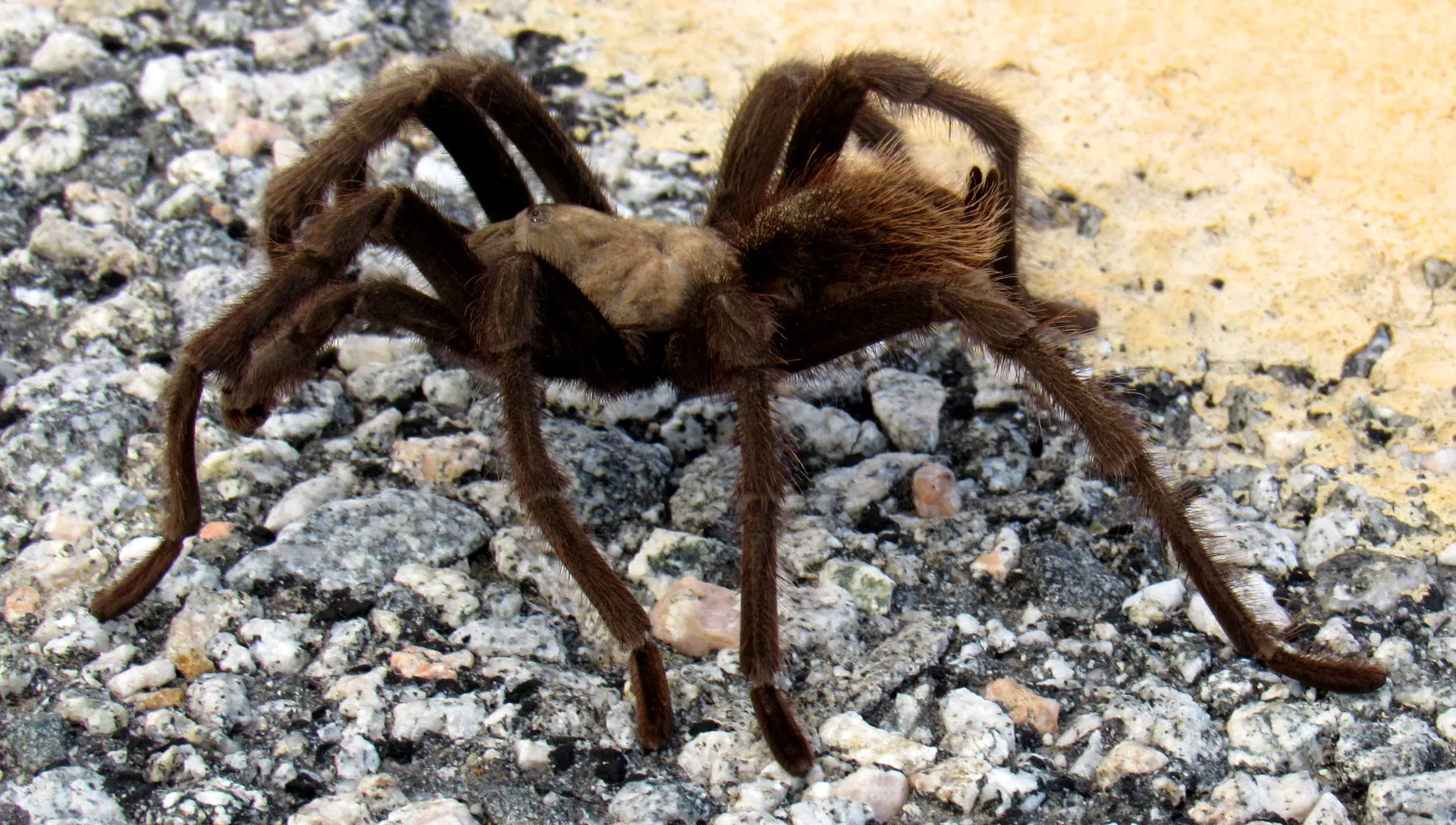 17279 tarantula hatching