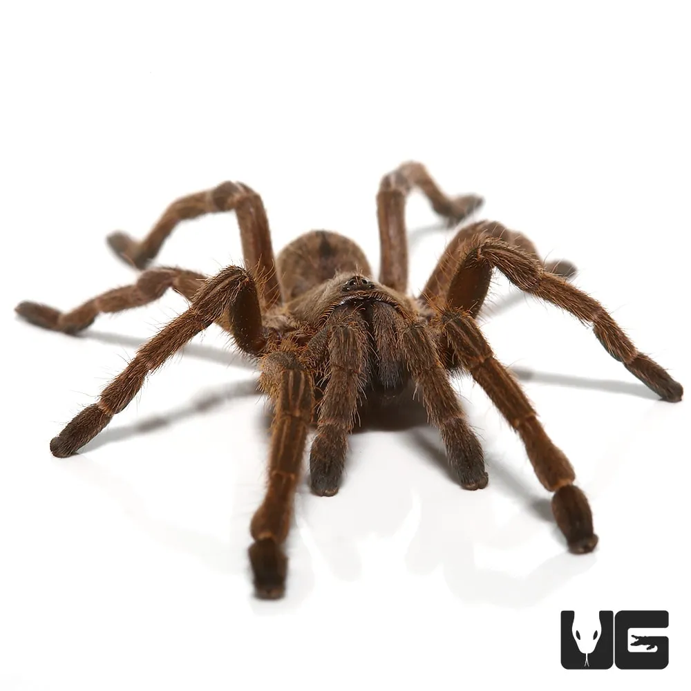 17281 thai zebra tarantula habitat