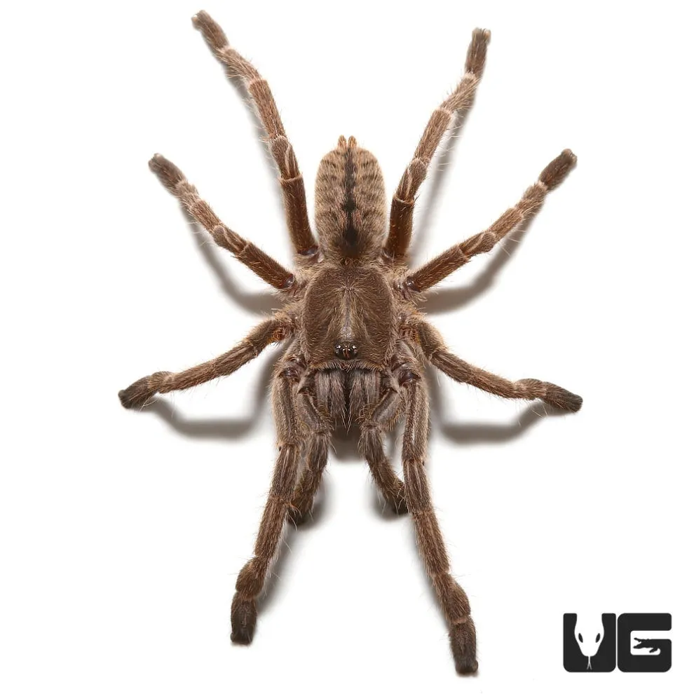 17281 thai zebra tarantula handling