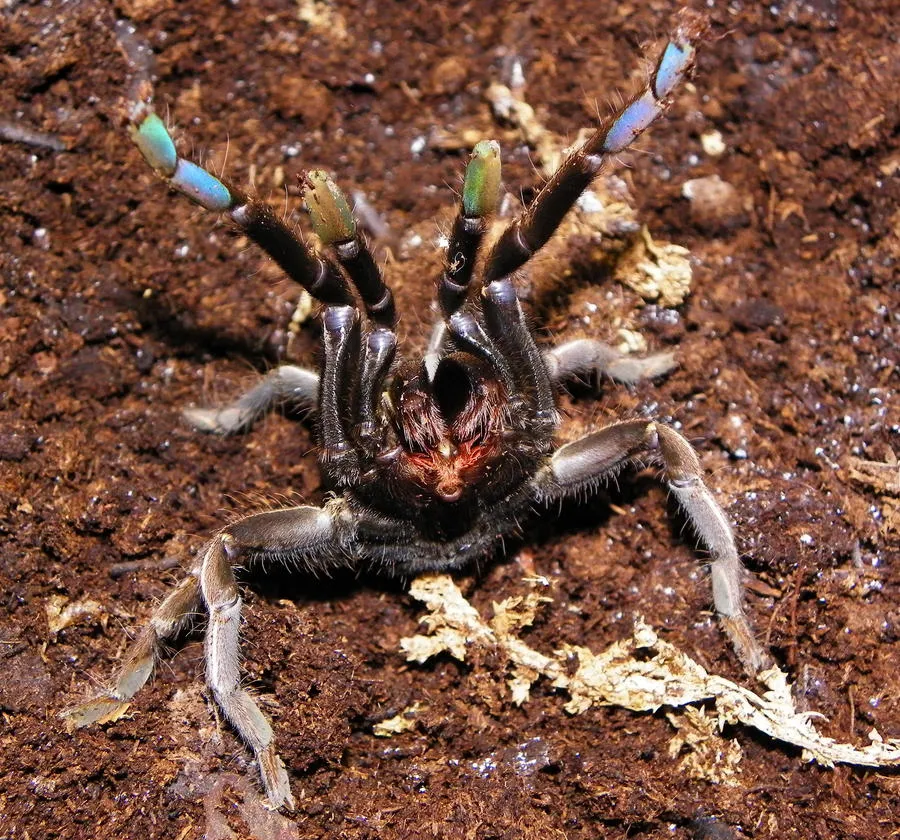17281 thai zebra tarantula molting