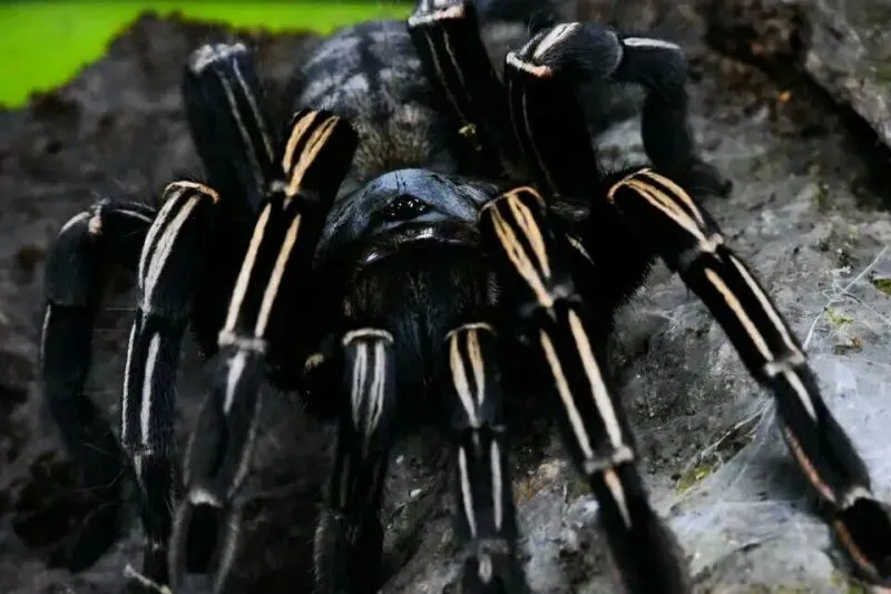 /img/17281-thai-zebra-tarantula-substrate.webp