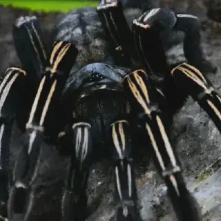 /img/17281-thai-zebra-tarantula-substrate.webp