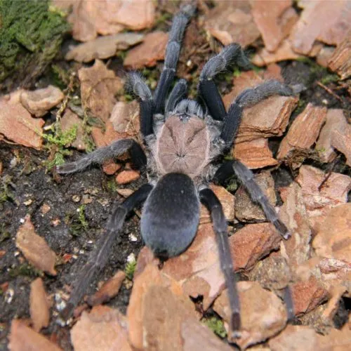 17281 thai zebra tarantula water
