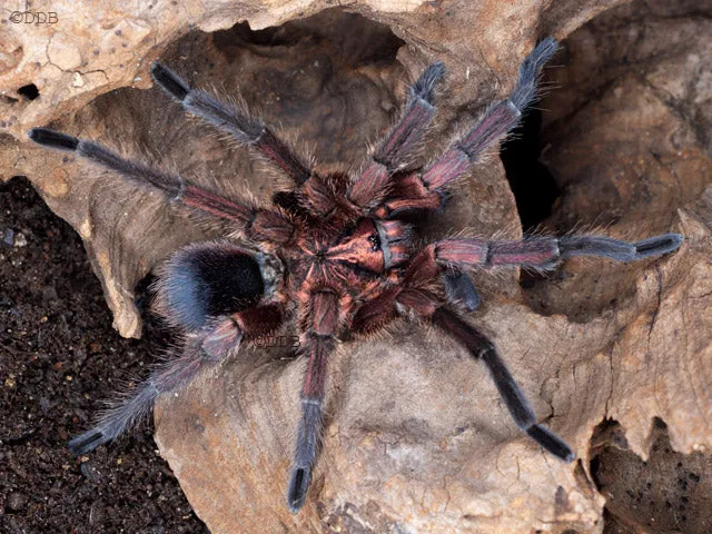 17282 haitian brown tarantula feeding