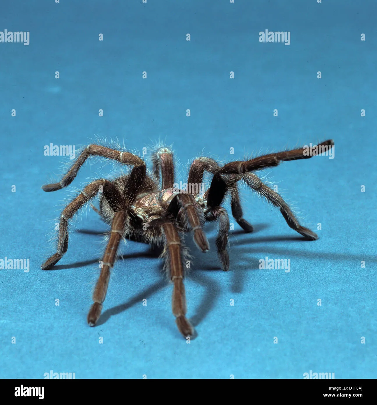 17282 haitian brown tarantula handling