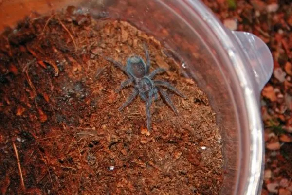 /img/17282-haitian-brown-tarantula-molting.webp