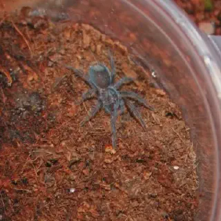 /img/17282-haitian-brown-tarantula-molting.webp