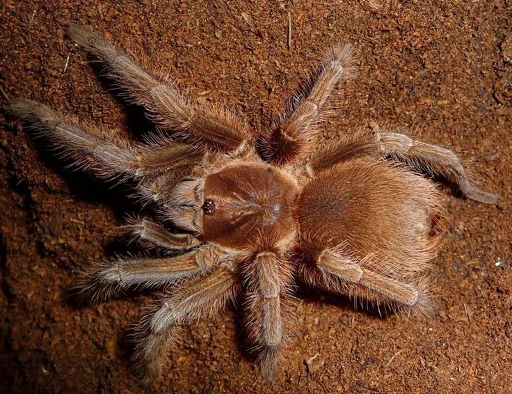 17282 haitian brown tarantula substrate