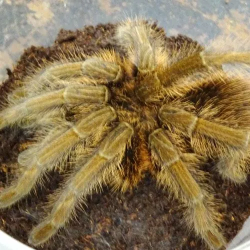 17282 haitian brown tarantula water dish