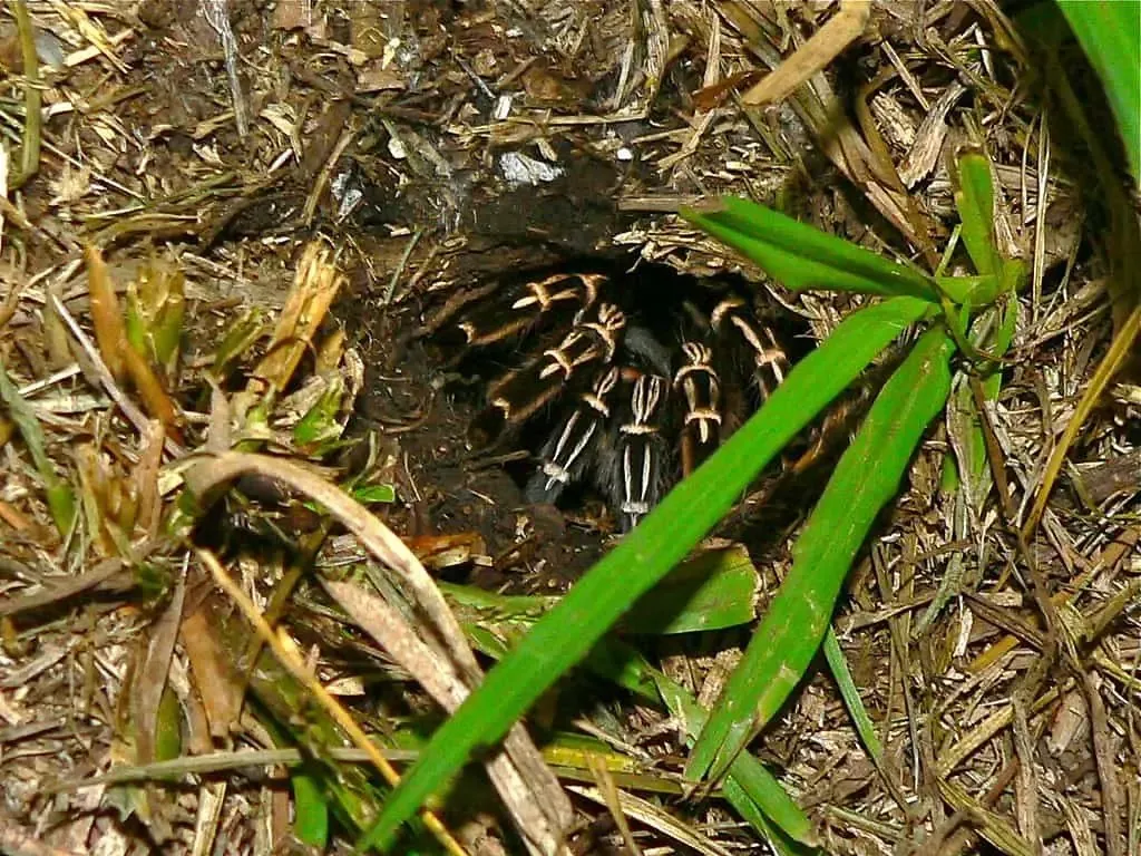 17285 costa rican zebra tarantula enclosure cleaning