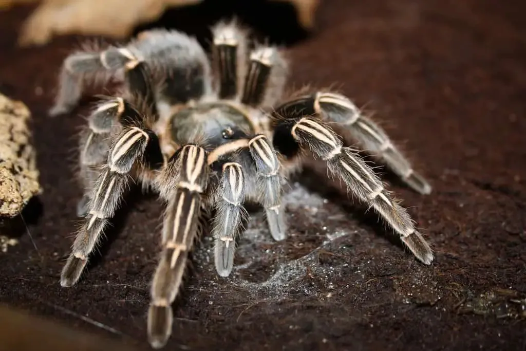 17285 costa rican zebra tarantula handling