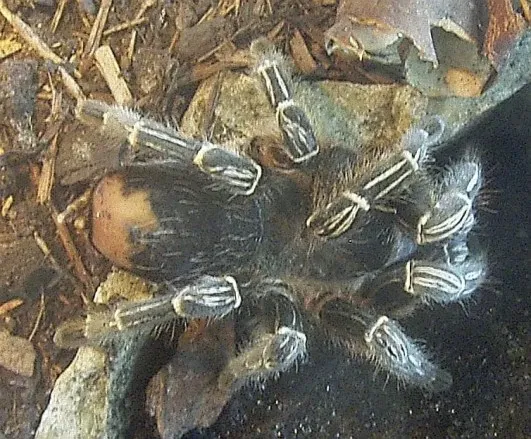 17285 costa rican zebra tarantula healthy