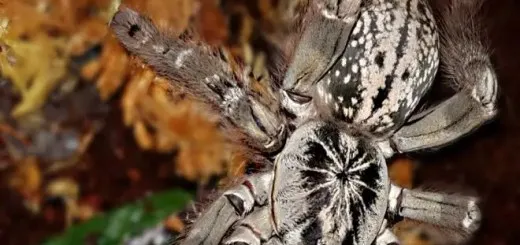 17285 costa rican zebra tarantula substrate