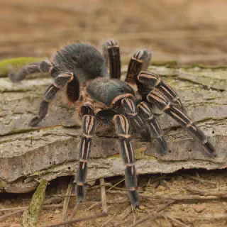 /img/17285-costa-rican-zebra-tarantula-temperature.webp