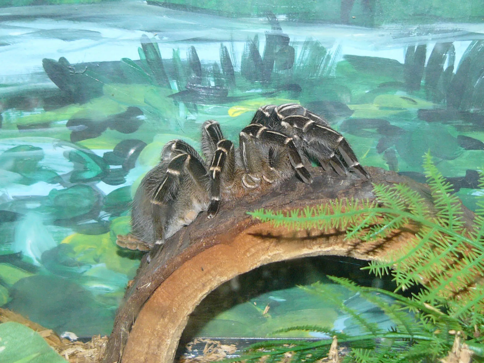 17285 costa rican zebra tarantula water bowl