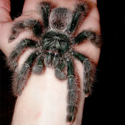 17286 pink toe tarantula bulb placement