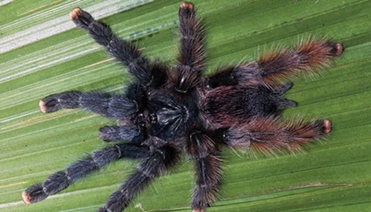 17286 pink toe tarantula enclosure maintenance