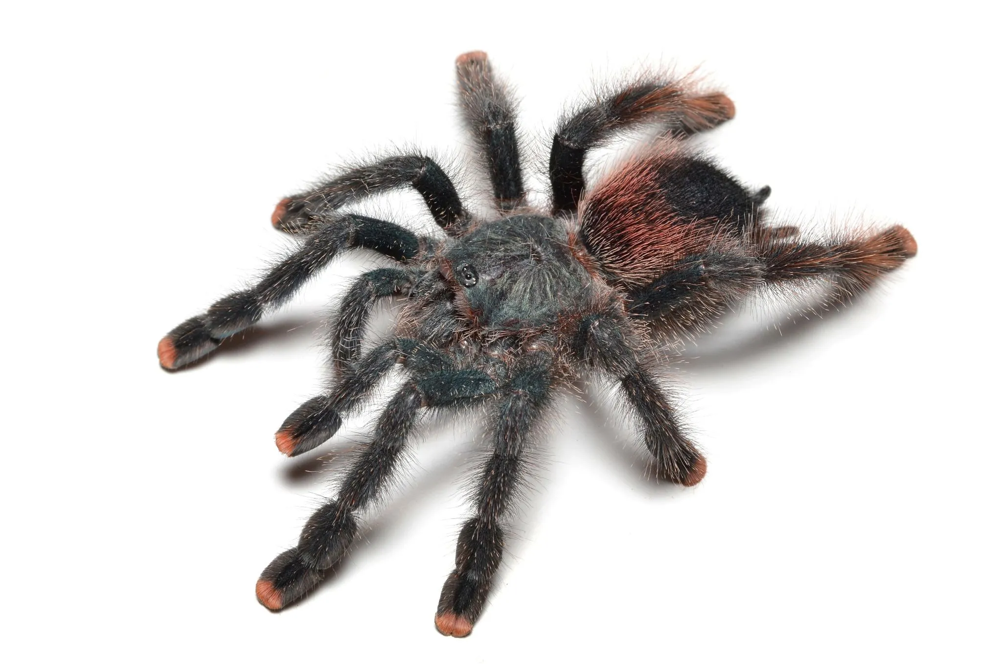 17286 pink toe tarantula habitat