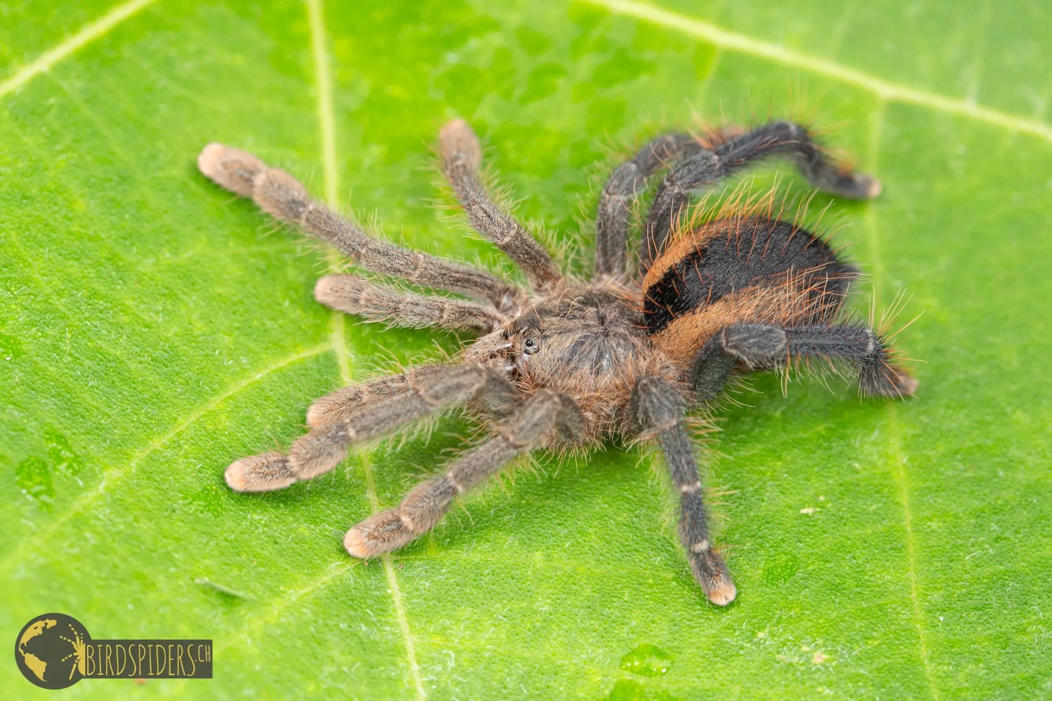 17286 pink toe tarantula led lighting