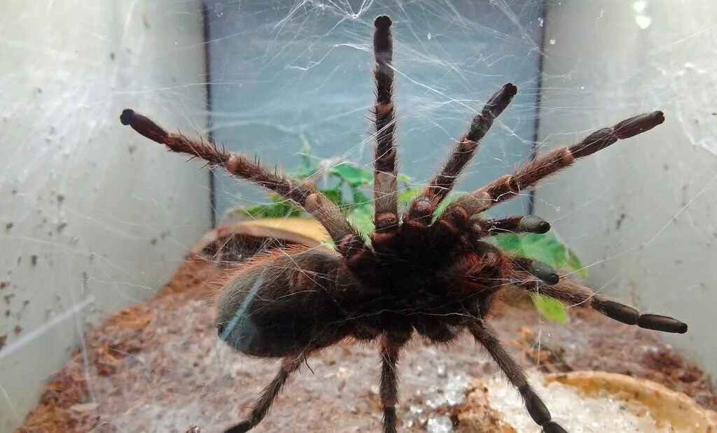 /img/17286-pink-toe-tarantula-lighting-troubleshooting.webp